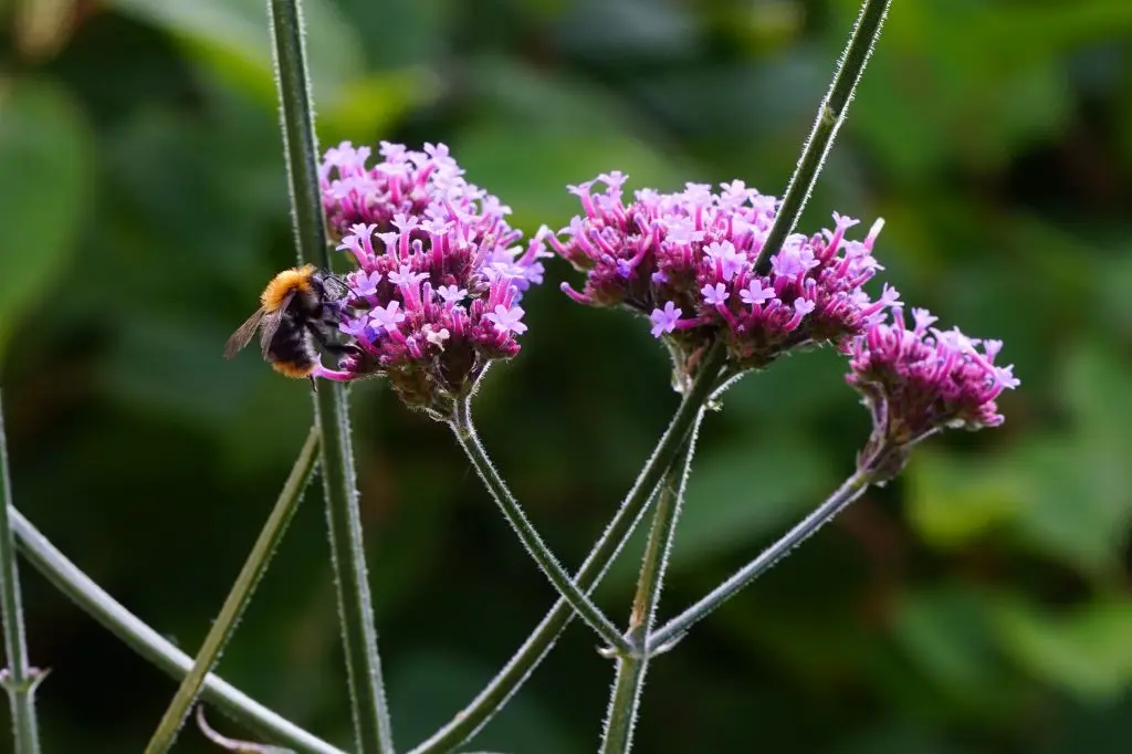 Verbena Bonariensis P9 - ORG
