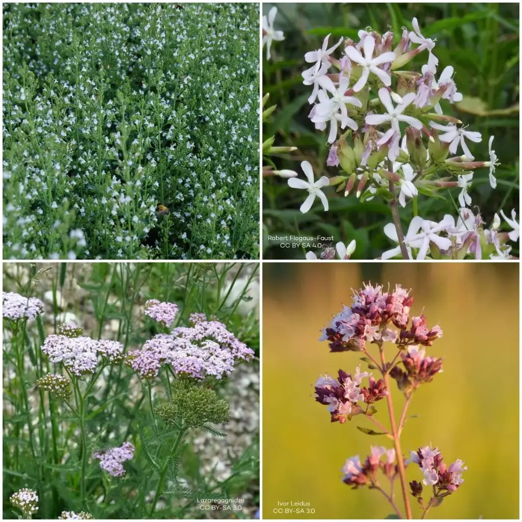 Kit de décapage de dalles pour parterre de jardin Soleil 1 m² - BIO