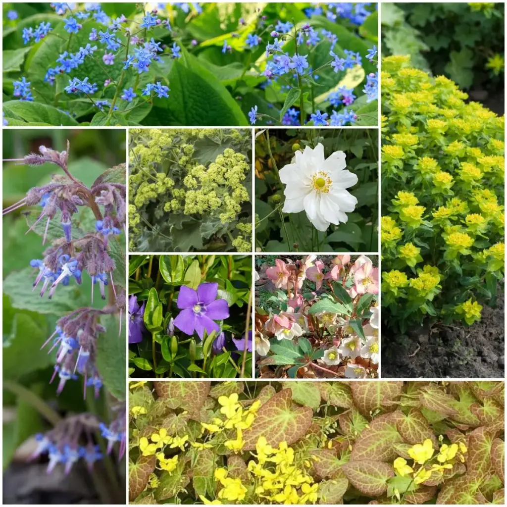 Fliesenentferner Gartenbeet-Set Schatten 4 m² – BIO