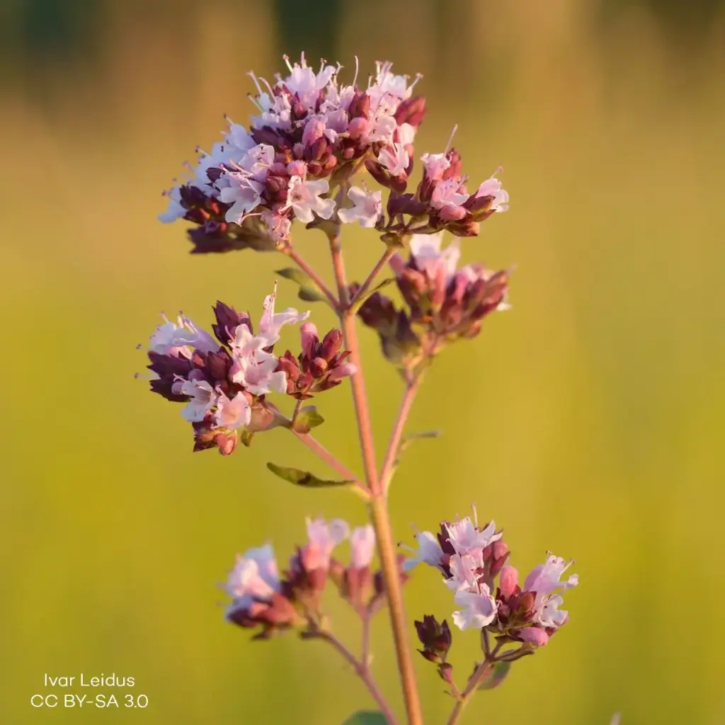 Origanum vulg. Compactum - P9 - BIO