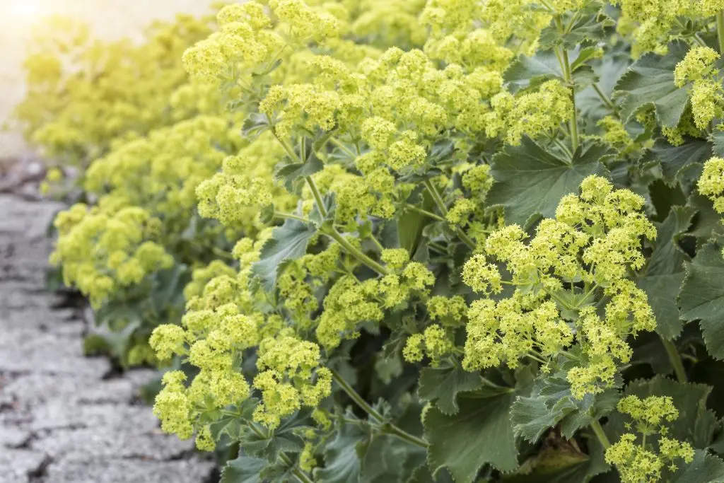 Alchemilla Mollis P9 - BIO