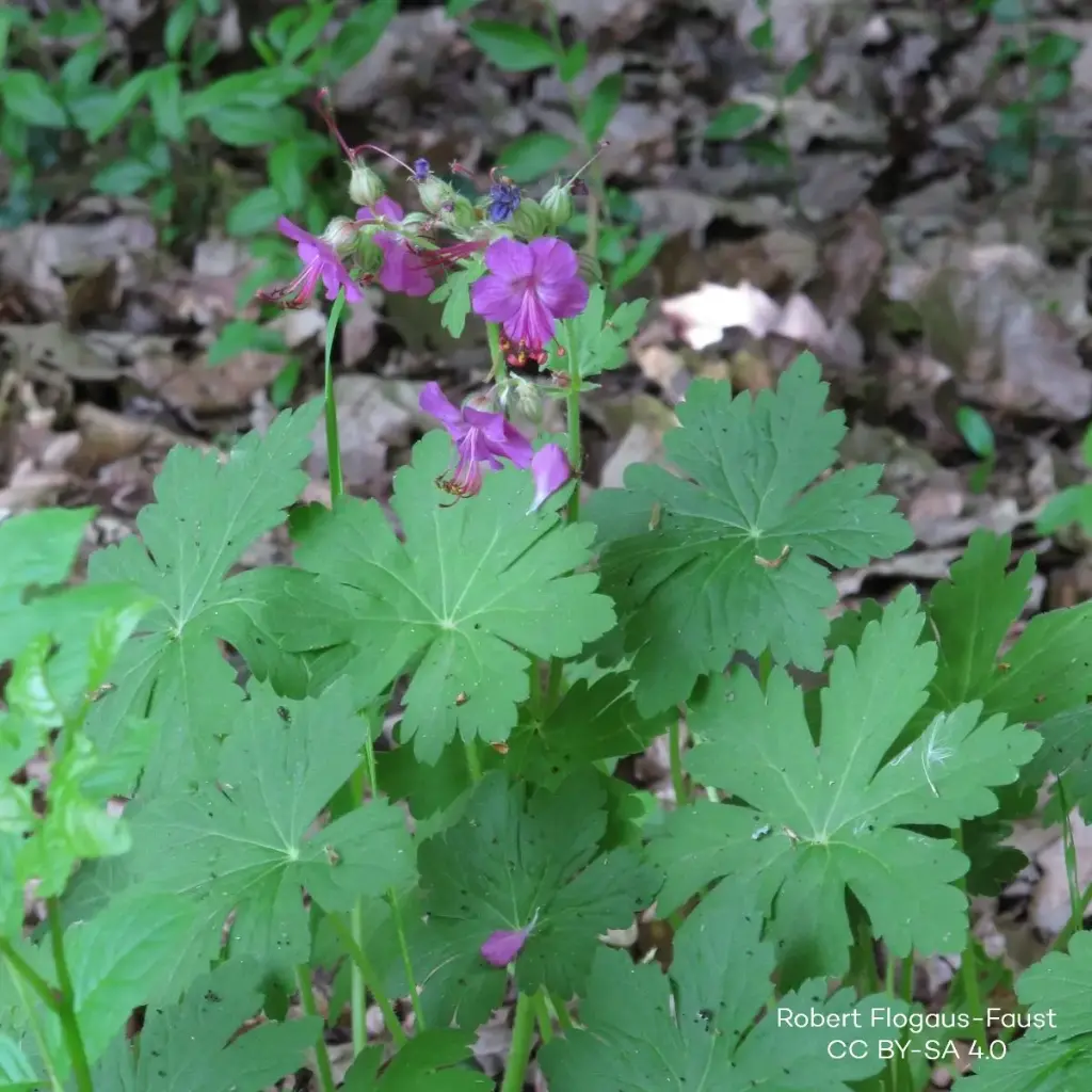 Geranium Macrorrhizum P9 - BIO