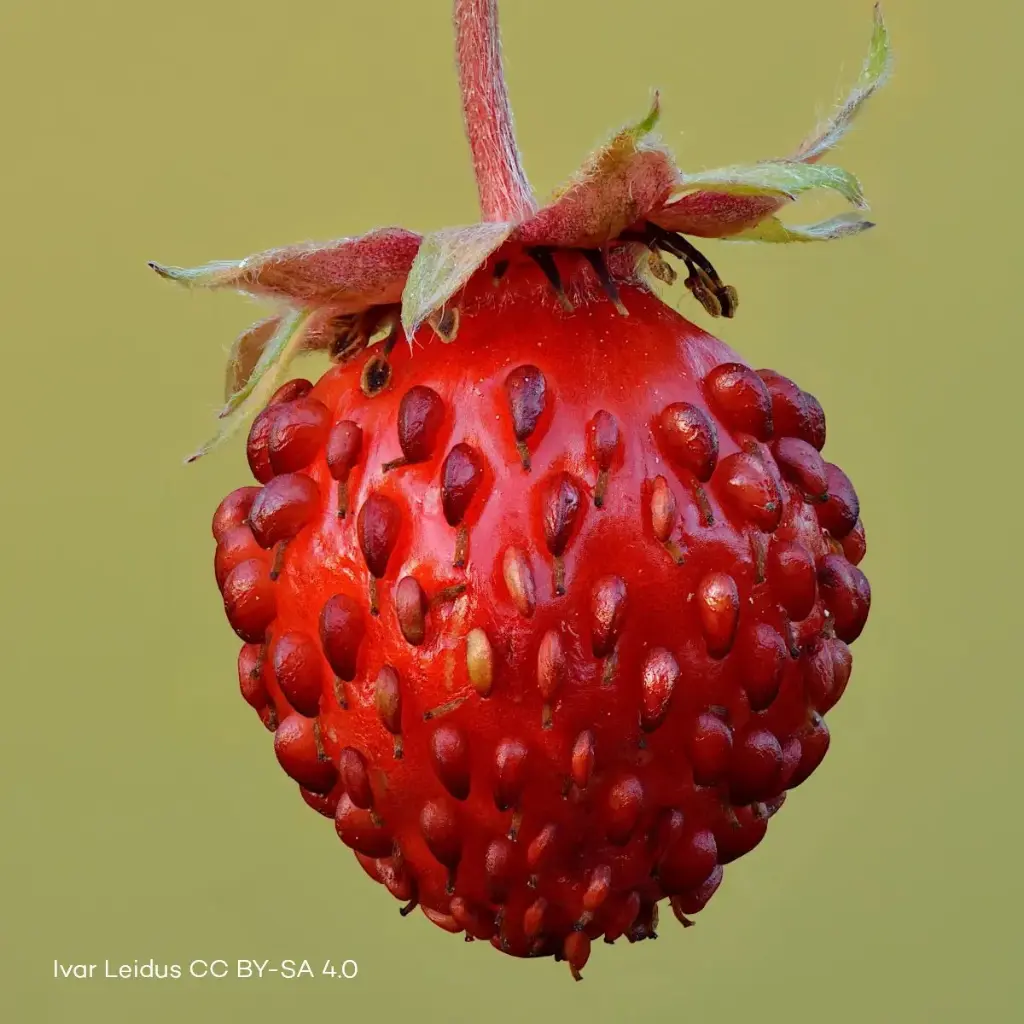 Fragaria Vesca P9 - BIO