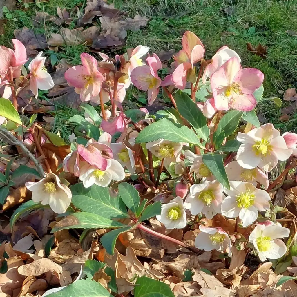 Helleborus Orientalis - P9 - BIO
