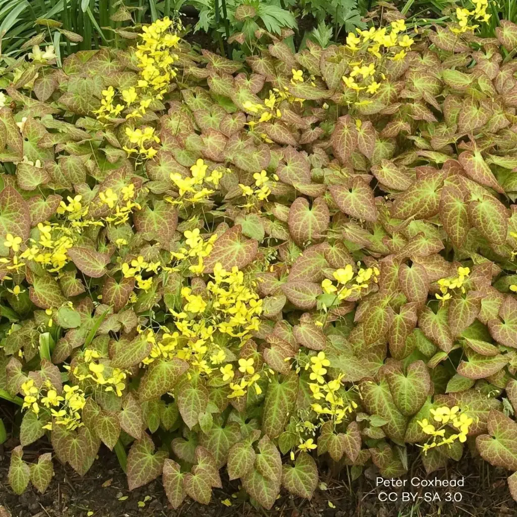 Epimedium perralc. Frohnleiten P9 - ORG