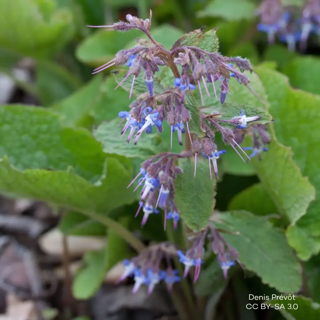 Trachystemon Orientalis P9 - BIO