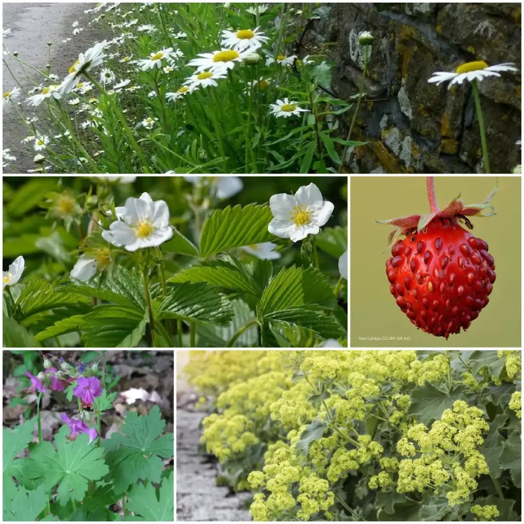 Borderpaket för halvskugga, 1 m² - BIO