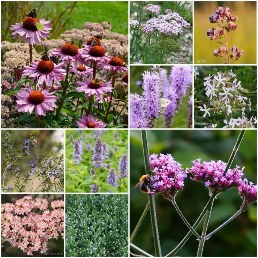 Massifs prêts à planter Soleil 4 m² - BIO