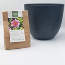 Dahlia ‘Hartenaas’ til mor – med Artstone-krukke - BIO