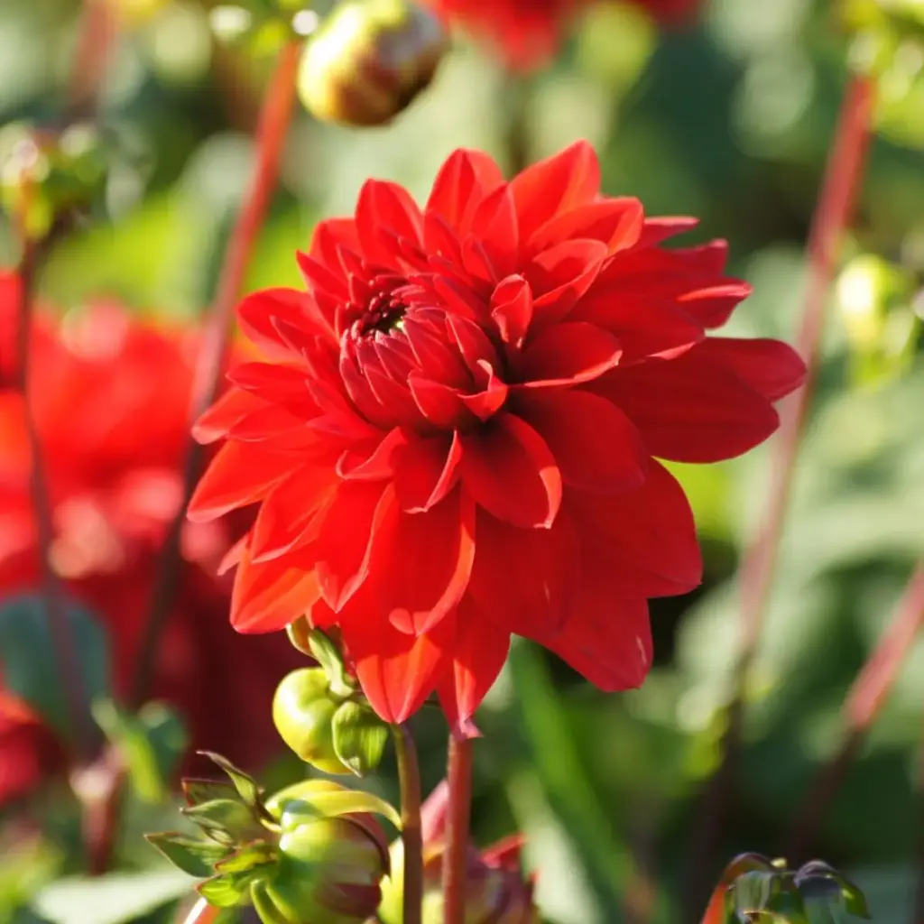 Dahlia Dekorativ Röd  - BIO