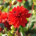 Dahlie Dekorativ Rot - BIO