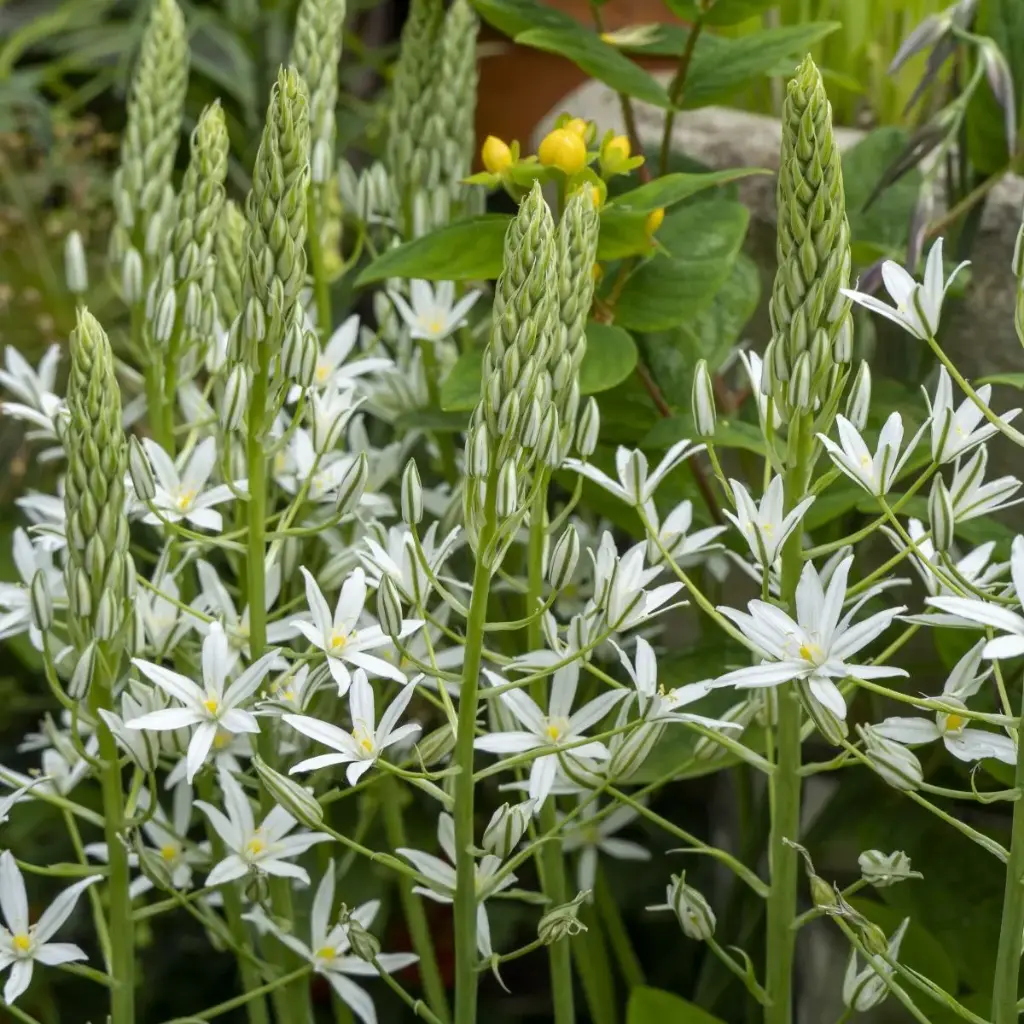 Ornithogalum ponticum Sochi - ORG