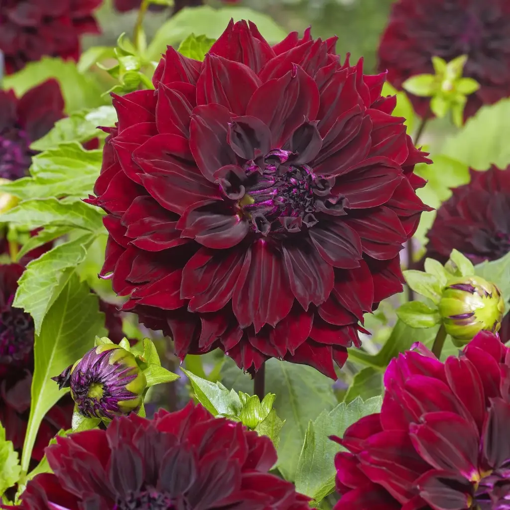 Dahlia Dark Fubuki - BIO