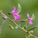 Goji berry shrub - Boxthorn Little Goji - Royal - ORG
