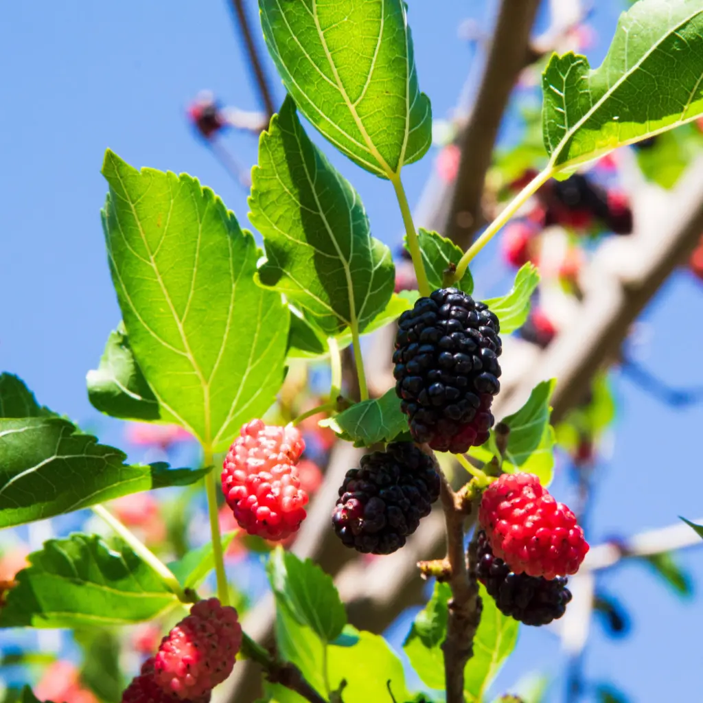Mulberry Tree Illinois Everbearing - Royal - ORG