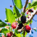 Mullbärsträd Illinois Everbearing - Rejäl - BIO