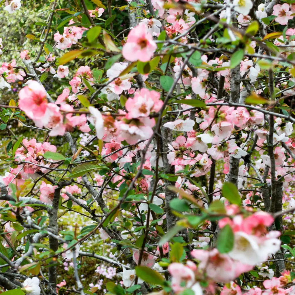 Chinese Kwee - Chaenomeles cathayensis - Royaal - BIO