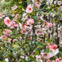 Chinese Flowering Quince - Chaenomeles cathayensis - Royal - ORG