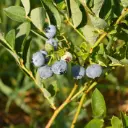 Myrtillier Duke - Généreux - BIO