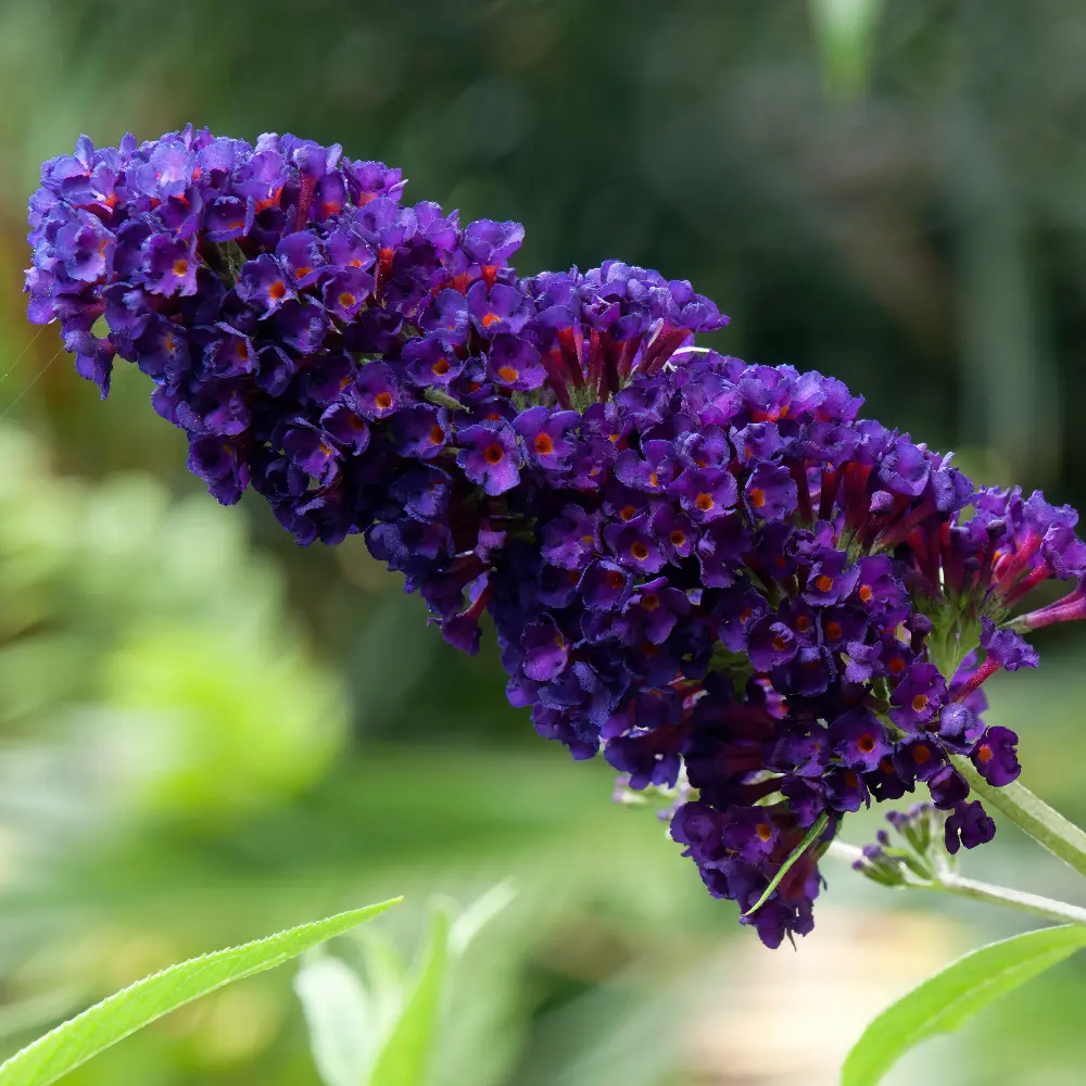 Vlinderstruik - Buddleja Black Knight - Royaal - BIO