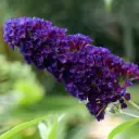 Buddleja Black Knight - Butterfly Bush - Royal - ORG