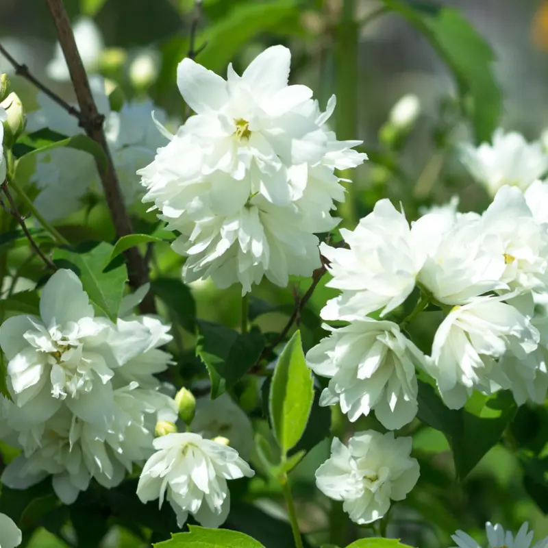 Schersmin Snowbelle - Philadelphus - Välfylld - BIO