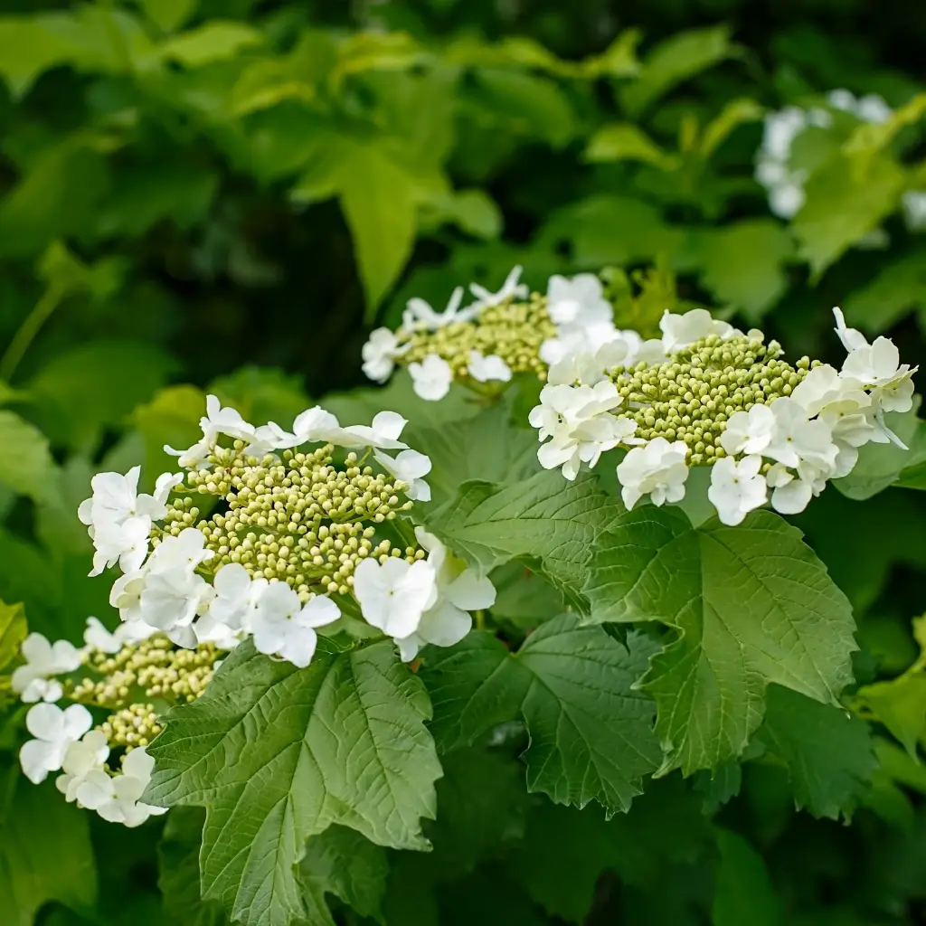 Kvalkved - Viburnum Opulus - P15 - BIO