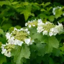 Viburnum Opulus - Viorne Obier - P15 - BIO