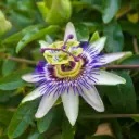 Passion Vine - Passiflora Caerulea - Royal - ORG
