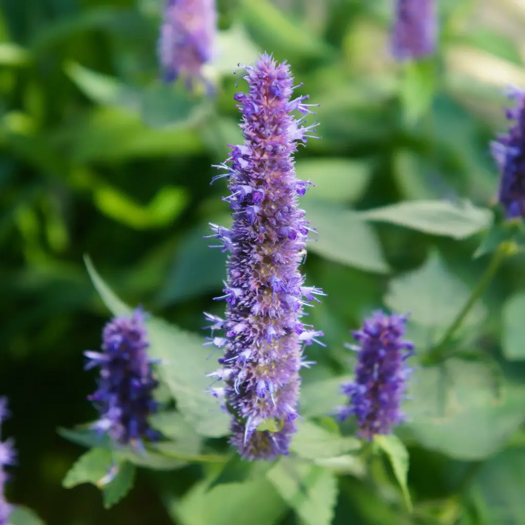 Duftnesseln - Agastache Black Adder - Compact - BIO