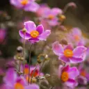 Høstanemone - Anemone Splendens - Compact - BIO