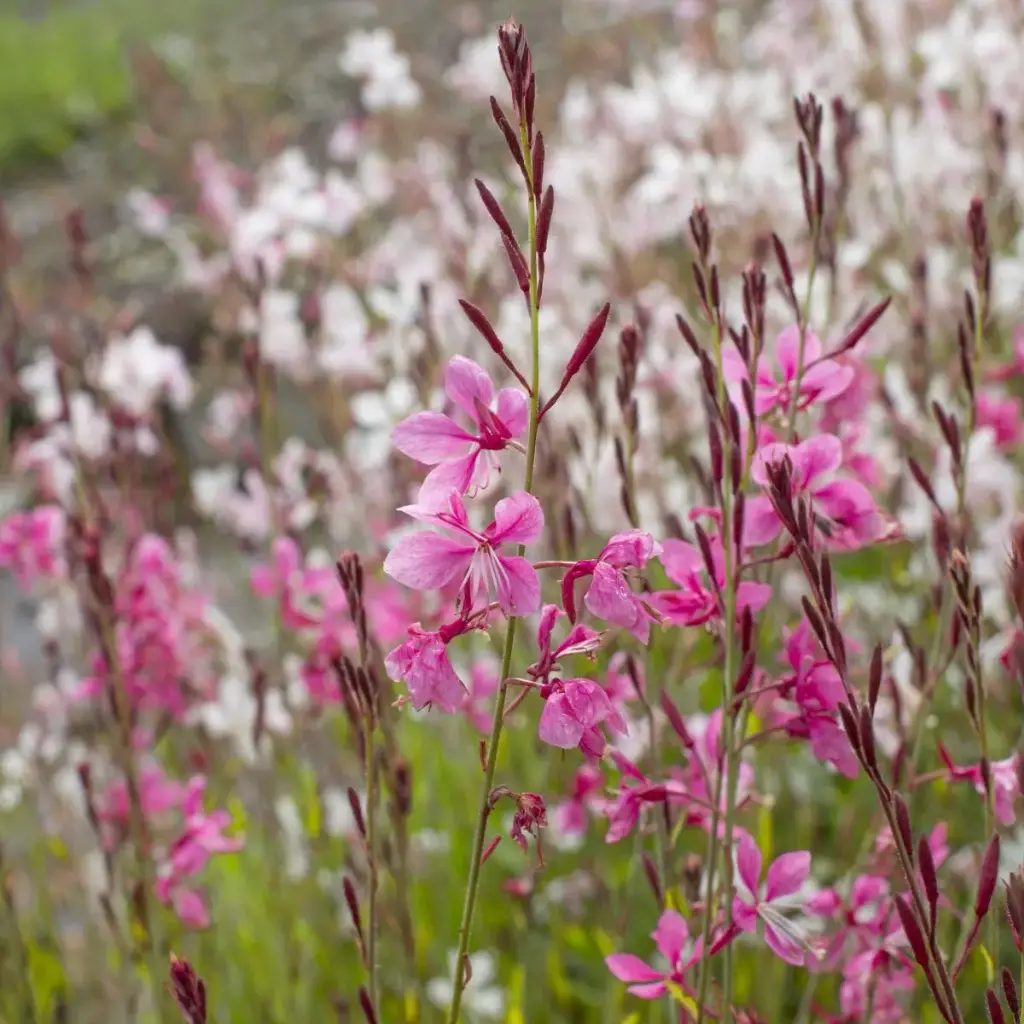 Gaura Siskiyou Pink - Compact - ORG