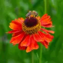 Sonnenbraut - Helenium Moerheim Beauty - Compact - BIO