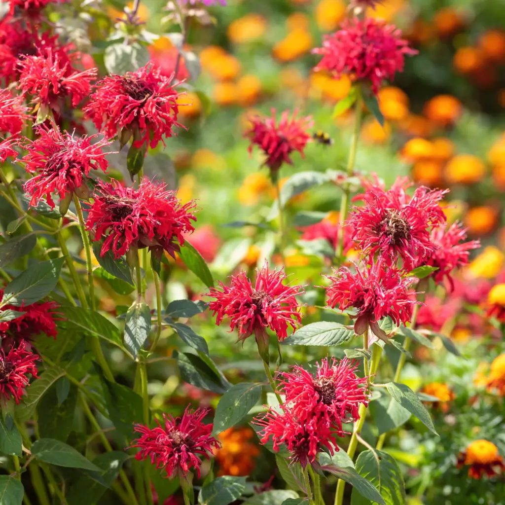 Hestemynte - Monarda Mahogany - Compact - BIO