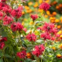Monarda Mahogany - Bergamotplant - Compact - BIO