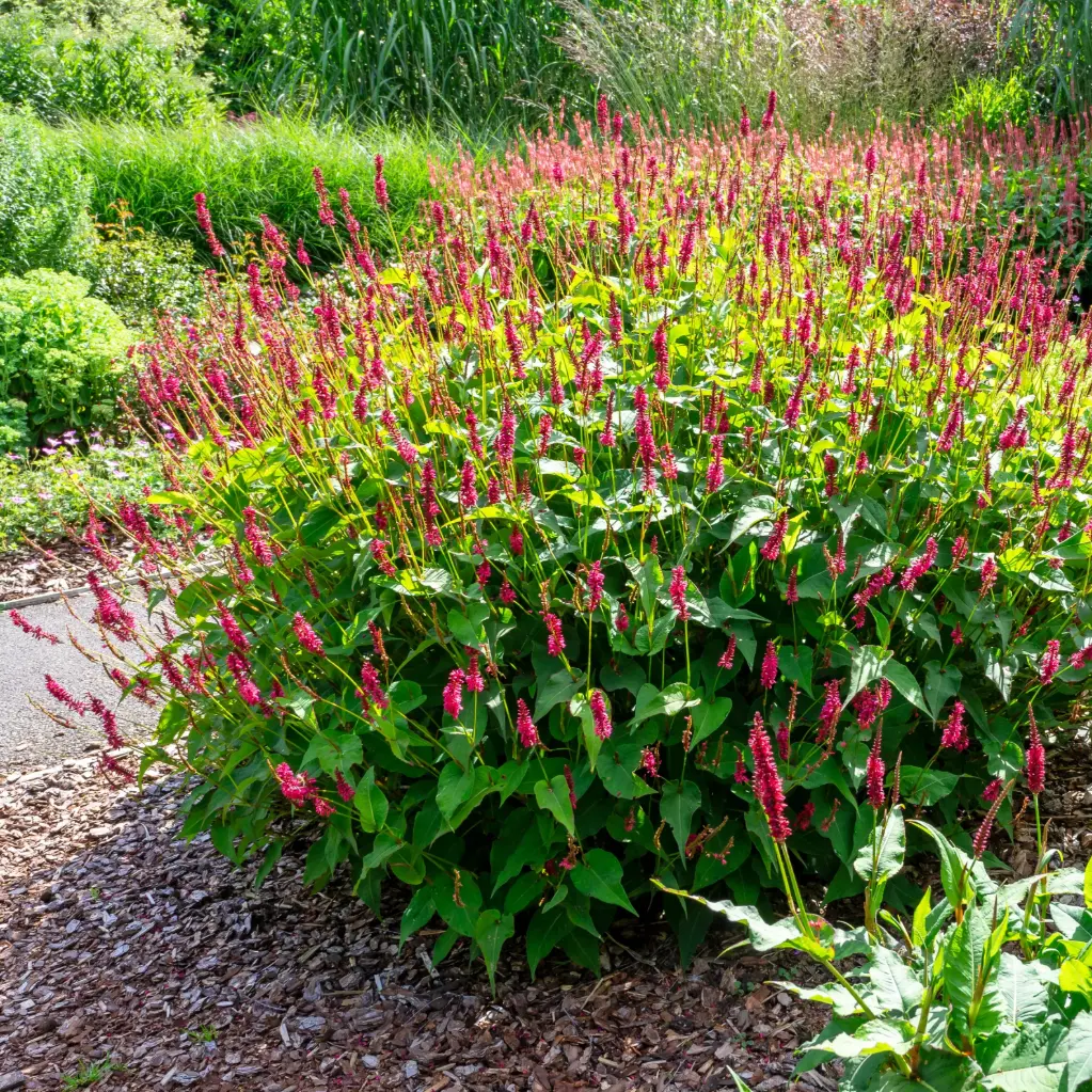 Persicaria amplexicaulis - Mountain Fleece - Compact - ORG