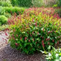 Persicaria amplexicaulis - Compact - BIO