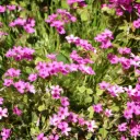 Creeping Phlox - Phlox sub. Scarlet Flame - Compact  - ORG
