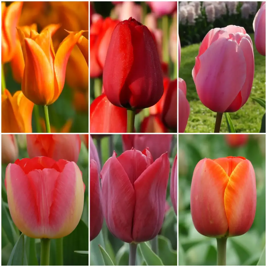 Samling Høje Tulpen V2 - BIO