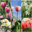 Cut flower garden V2 - ORG