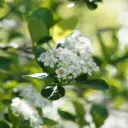 Aronia prunifolia Viking - Chokeberry - Generous - ORG