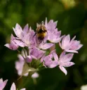 Allium Unifolium - BIO