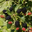 Navaho Bigandearly Thornless Blackberry - Generous - BIO