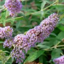 Syrenbuddleja Pink Delight - Välfylld - BIO