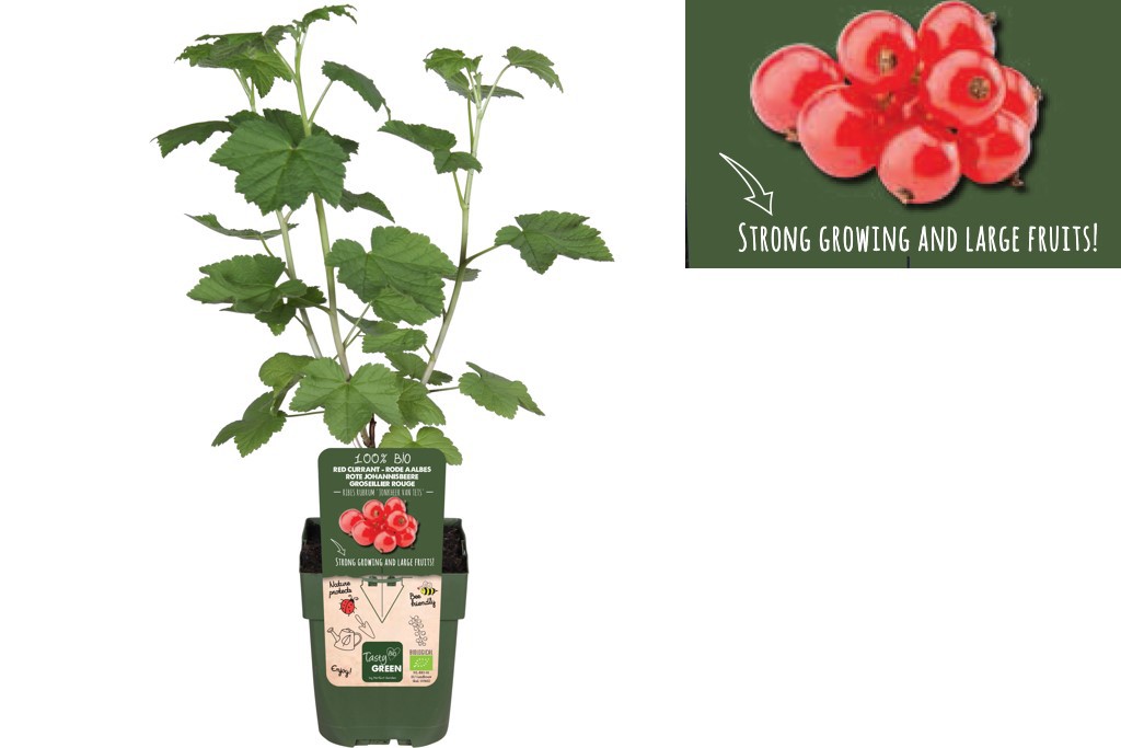 Red Currant Shrub - ORG