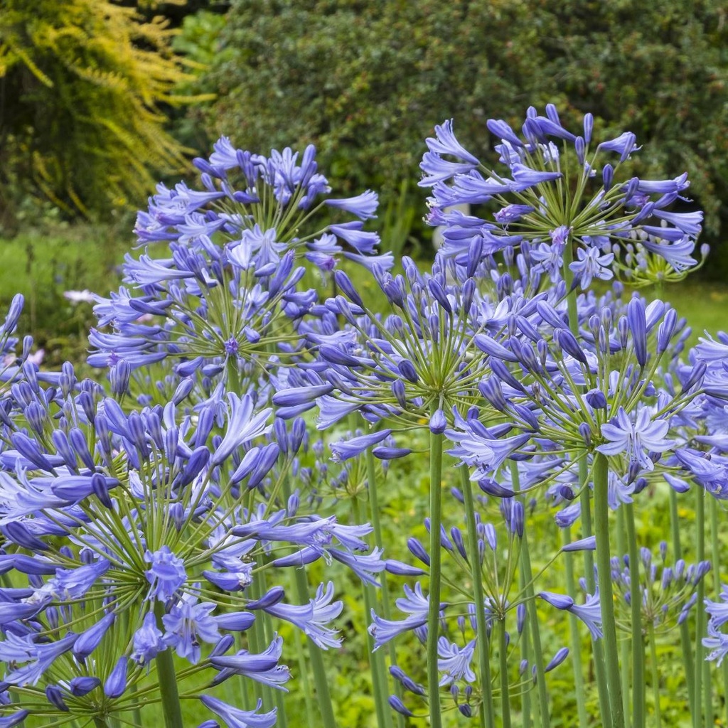 Afrikaanse Lelie - Agapanthus Charlotte - BIO