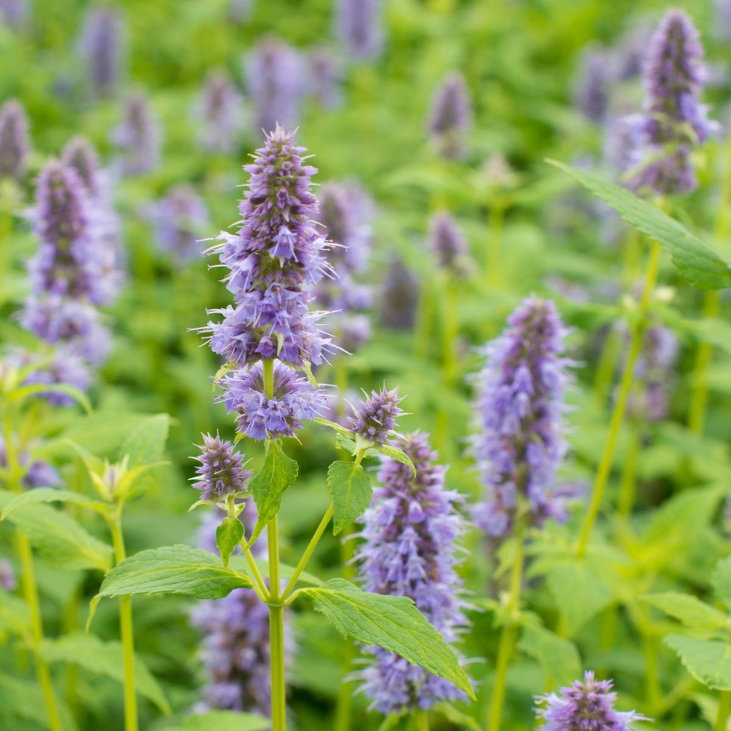 Anisisopar - Agastache Blue Fortune - BIO