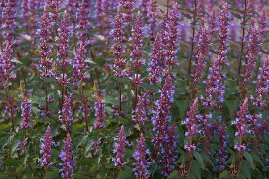 Agastache Purple Haze- ORG