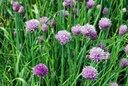 Allium schoenoprasum- ORG