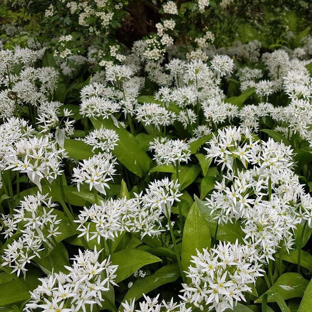 Daslook - Allium Ursinum - BIO